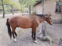 Caballo, Karachay horse — foto 5