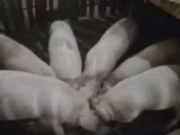 Eber, Schweine — Foto 2