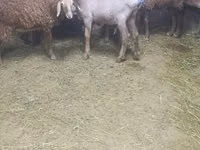 Schaf, Arashan sheep — Foto 3