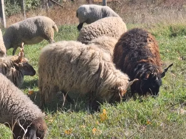公羊, Racka sheep