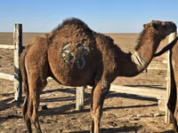 Kamel, Arvana camel — Foto 1