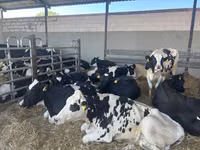 गाय, गोलस्टीन नस्ल — फ़ोटो 2
