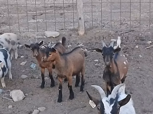 تيس, Pomellata goat
