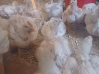 Chickens — picha 3