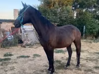 Yegua, Nonius horse — foto 2