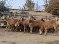 Kondoo jike, Arashan sheep — picha 1