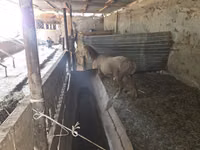 كبش, Rhon sheep — الصورة 3
