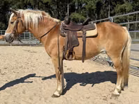 Farasi jike, Haflinger — picha 4