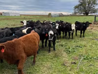 Bovinos (lote, sexo no especificado), Aberdeen-Angus — foto 2