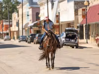 母马, Quarter Horse — 照片 2