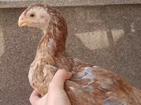 Chickens — फ़ोटो 4