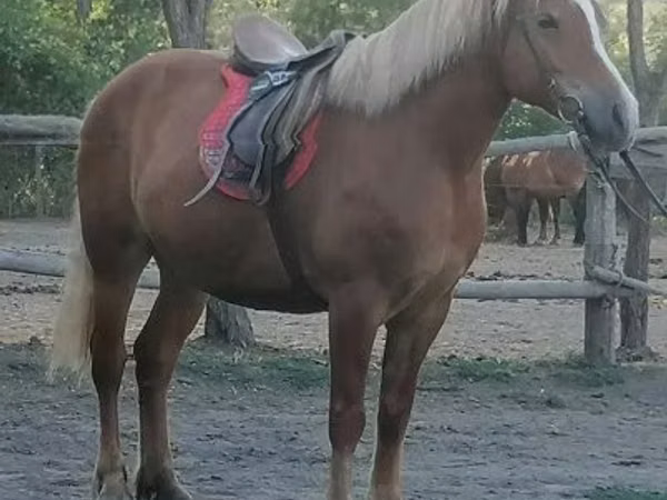 घोड़ी, Haflinger