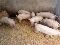 Sow, Pigs — photo 2