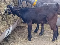 Cabro, Damask goat — foto 5