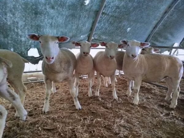 Oveja, Ile-de-France sheep