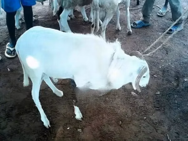 Dume la kondoo, Kondoo