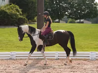 Farasi dume, Friesian — picha 3