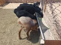 Ram, Sheep — photo 7