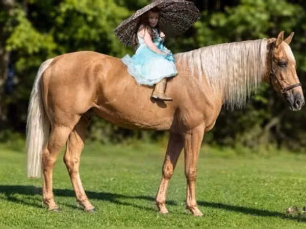 Farasi dume, Palomino