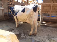 Ng'ombe jike, Banda la Holstein — picha 1