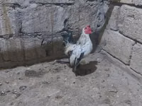 ياباني بانتام — الصورة 5