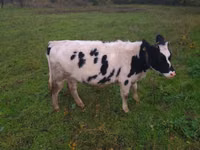 Kuh, Russian Black pied cattle — Foto 4