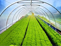 Folie Verde Uv+Ab+Ld 150Mcr. H-12M, L-25M (24-36 Luni) Turcia - d8 - livrare / credit / agroteh — picha 3