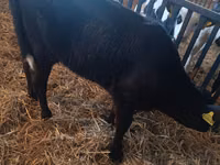 Ng'ombe jike, Ng'ombe wa Limousin — picha 5