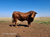 ثور, بيفماستر — الصورة 3