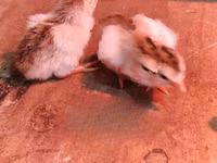 Guinea fowl — 照片 2