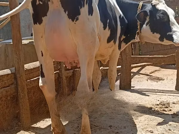 Kuh, Holstein-Rasse