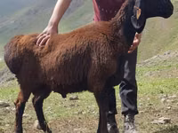 Ram, Blackheaded Persian sheep — photo 1