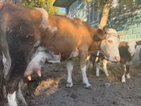 Kuh, Simmental cattle — Foto 4