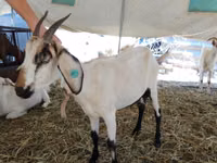 बकरी, Saanen goat — फ़ोटो 4