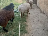Ram, Rhon sheep — photo 2