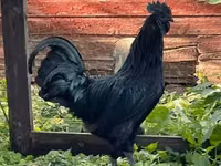 Ayam Cemani — picha 5