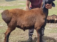 Ram, Blackheaded Persian sheep — photo 2