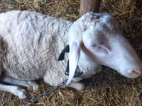 Dume la kondoo, Awassi sheep — picha 3