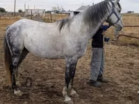 Farasi dume, Friesian sport horse — picha 3