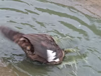 Geese — picha 2