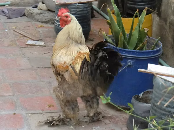 Brahma