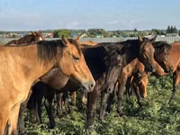 حصان, Bashkir horse — الصورة 3