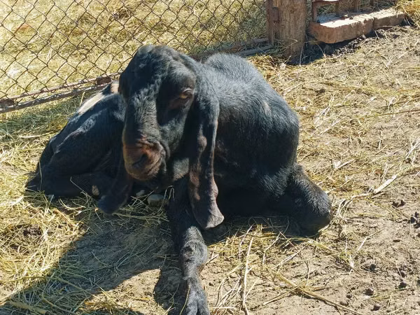 Billy Goat, Kamori goats