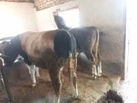 Ng'ombe dume, Aberdeen – Angus — picha 4