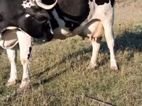 Cow, Cast cow — photo 2