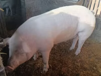 Eber, Schweine — Foto 2
