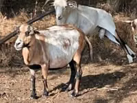 Kondoo jike, Cameroon sheep — picha 2