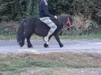 母马, Horses — 照片 2