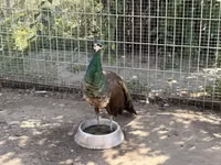 Chickens — picha 5