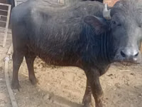 母牛, African Buffalo — 照片 2